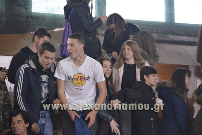 volley _1ogel-kassandra149